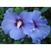 Гибискус сирийский Голубой сатин (Hibiscus syriacus Blue Satin)